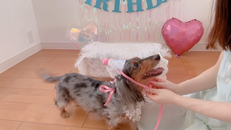犬の誕生日パーティー