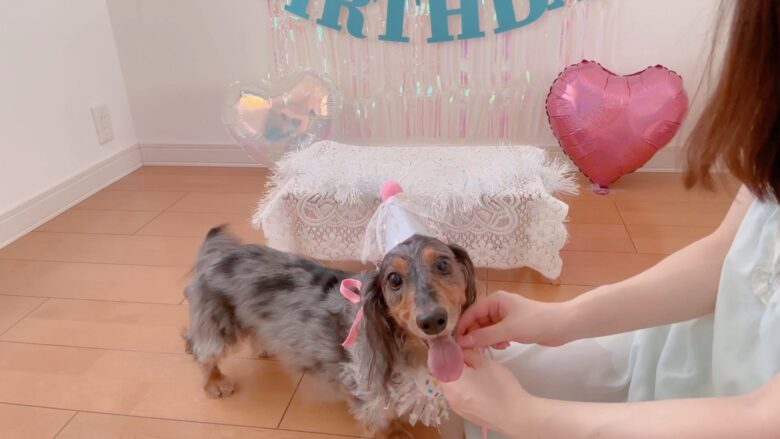 犬の誕生日パーティー