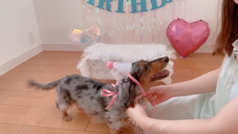 犬の誕生日パーティー