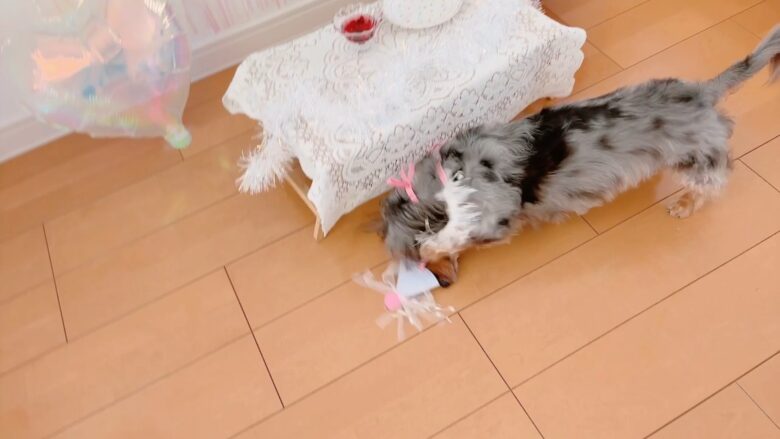 犬の誕生日パーティー
