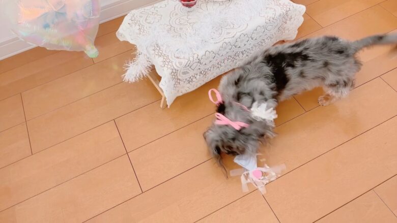 犬の誕生日パーティー