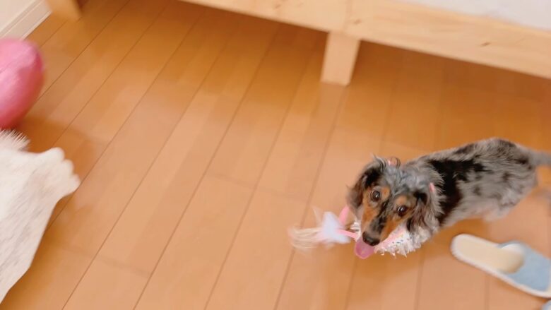 犬の誕生日パーティー